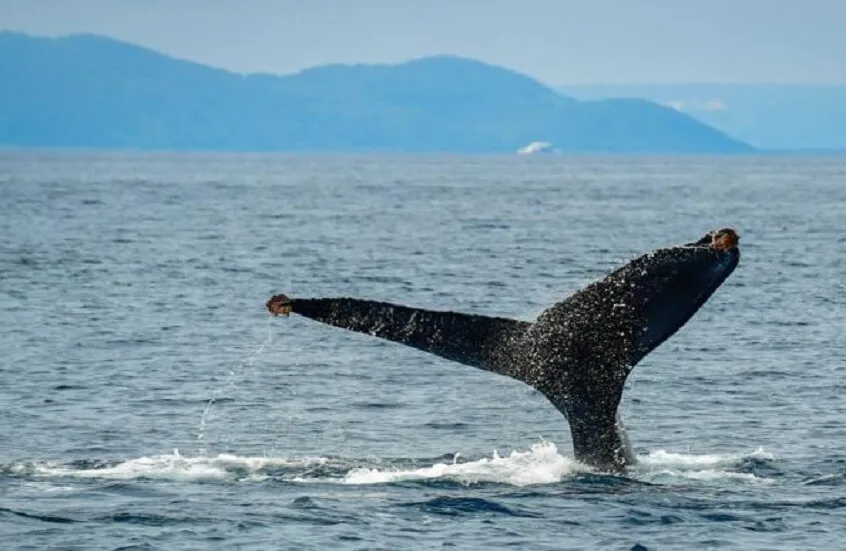 دراسة تكشف قدرة الحيتان على سماع الأصوات منخفضة وعالية التردد من مسافة بعيدة
